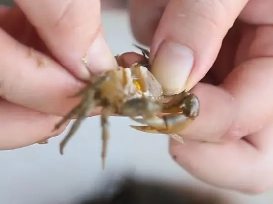 Món Cua Đồng Rang Me Đặc Trưng Bởi Vị Chua Chua Ngọt Ngọt Từ Nước Sốt Me Quyện Với Vị Ngậy, Giòn Thơm Của Cua Đồng. Món Này Dùng Để Ăn Nhậu Hay Ăn Với Cơm Đều Ngon.