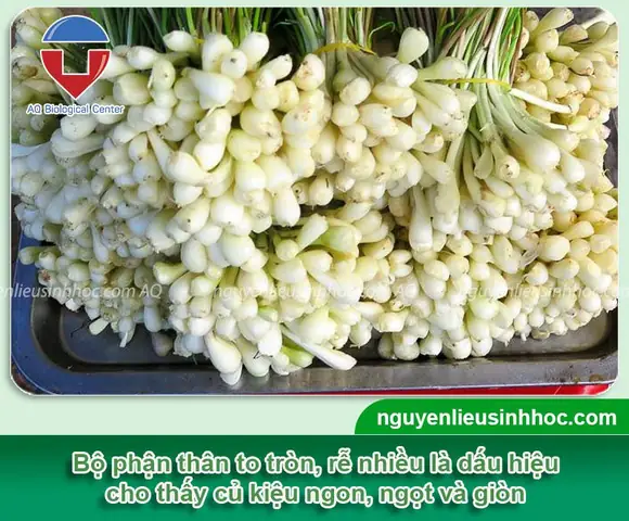 Cách chọn mua củ kiện tươi ngon để ngâm giấm đường