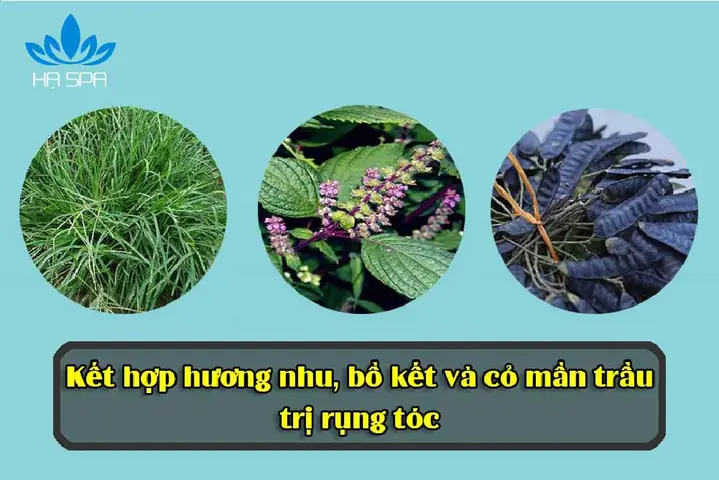 4. Cách nấu dầu gội thảo dược cô đặc từ hương nhu và bồ kết, cỏ mần trầu 4. Cách nấu dầu gội thảo dược cô đặc từ hương nhu và bồ kết, cỏ mần trầu