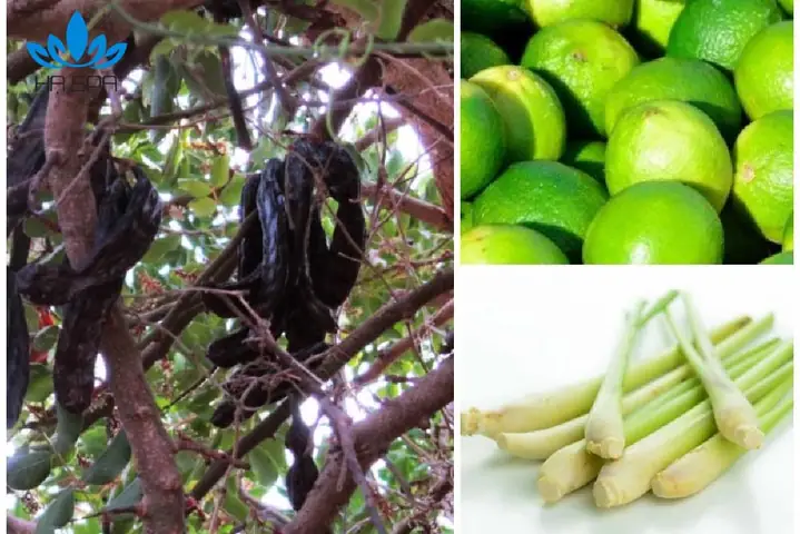 2. Cách nấu dầu gội thảo dược cô đặc bồ kết kết hợp sả chanh 2. Cách nấu dầu gội thảo dược cô đặc bồ kết kết hợp sả chanh