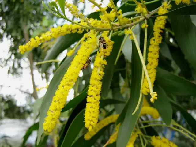 Cách Nấu Dầu Tràm