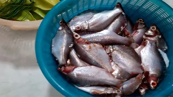 Bước 1Sơ chế cá diếc Bước 1Sơ chế cá diếc