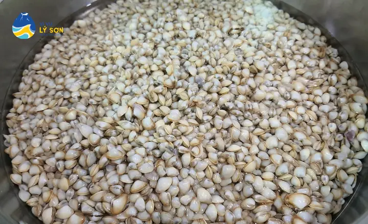 Giới Thiệu Chung Về Don Quảng Ngãi