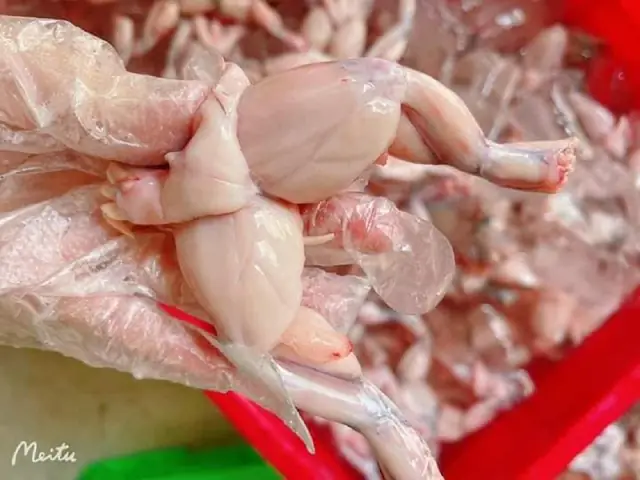 Cách Sơ Chế Ếch Nấu Món Ếch Xào Cho Bé Không Bị Tanh