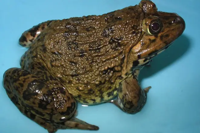 Công thức chế biến món ếch xào lá lốt thơm ngon, bổ dưỡng Công thức chế biến món ếch xào lá lốt thơm ngon, bổ dưỡng