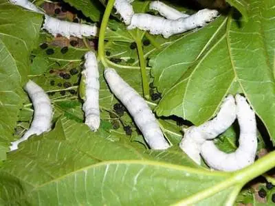 cách nấu gà ác với lá dâu tằm