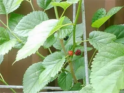 cách nấu gà ác với lá dâu tằm