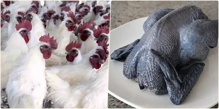 Cách làm gà ác tiềm thuốc bắc ngon, bổ dưỡng, tốt cho sức khỏe - 1 Cách làm gà ác tiềm thuốc bắc ngon, bổ dưỡng, tốt cho sức khỏe - 1