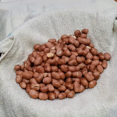 Sơ chế đậu phộng Sơ chế đậu phộng