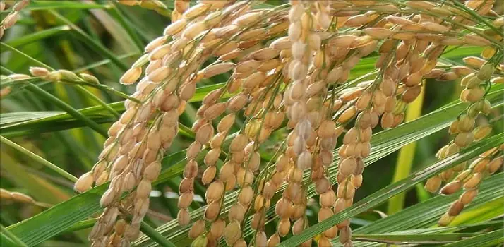 Lúa Nếp Cái Hoa Vàng