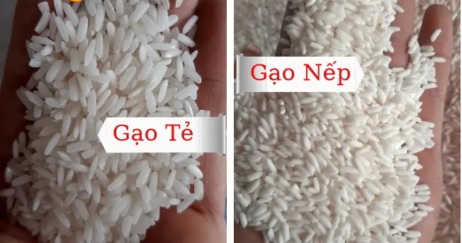 Đặc Điểm Nếp Thái: