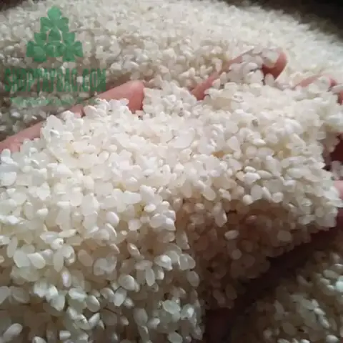 Gạo Nếp Tú Lệ – Yên Bái Gạo Nếp Tú Lệ – Yên Bái