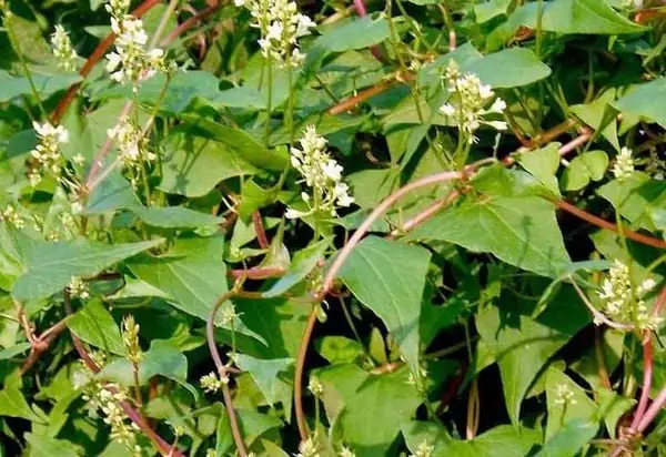 Hà Thủ Ô Trị Rụng Tóc Hiệu Quả