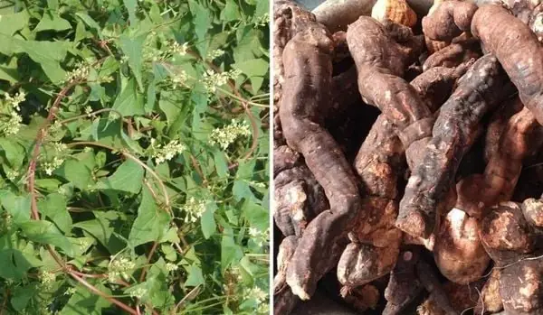 Hà Thủ Ô Là Gì?