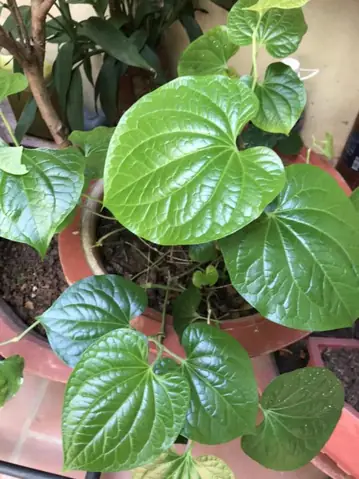 Món Cá Om Hoa Chuối Có Gì Đặc Biệt?