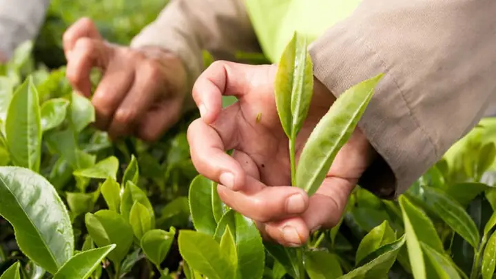 2cách Làm Hồng Trà