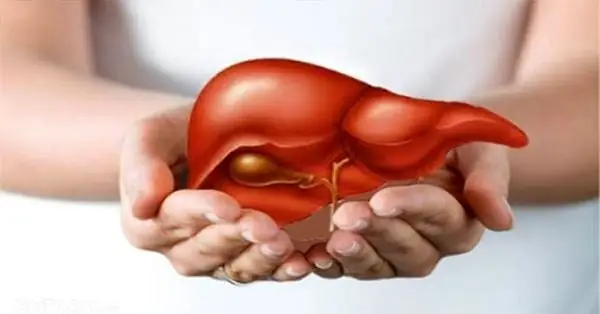 Chức năng bảo vệ gan và túi mật Chức năng bảo vệ gan và túi mật