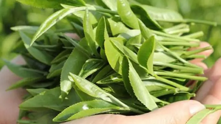 2Đảm bảo chọn lựa lá trà xanh an toàn để tắm bé