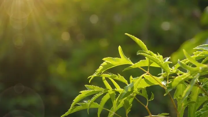 Tìm hiểu về tác dụng của nước lá đinh lăng đối với cơ thể Tìm hiểu về tác dụng của nước lá đinh lăng đối với cơ thể