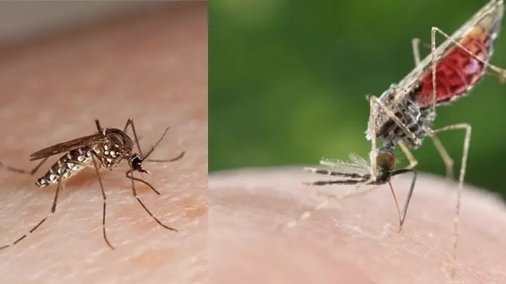 Trị sốt xuất huyết và ngăn ngừa sốt rét