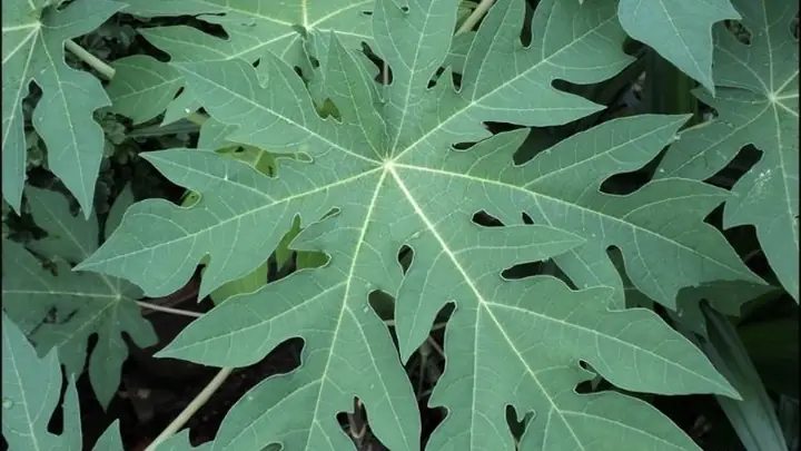 Hỗ trợ tiêu hóa Hỗ trợ tiêu hóa