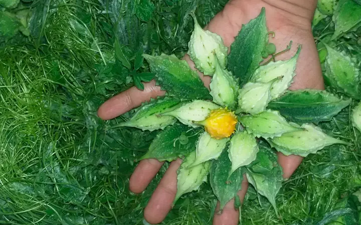 1Khổ qua rừng là gì? 1Khổ qua rừng là gì?