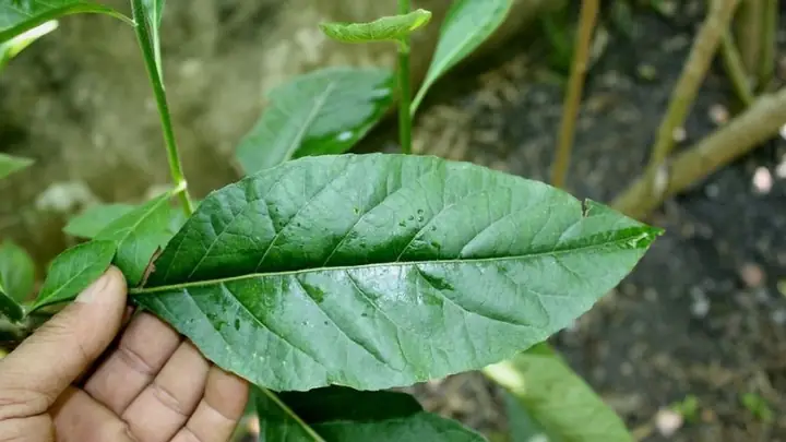 Thành Phần Hóa Học Có Trong Mật Gấu