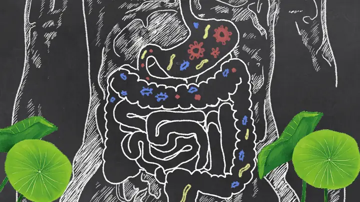 1Công dụng giảm cân của lá sen 1Công dụng giảm cân của lá sen