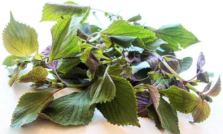 Tía Tô Có Chữa Được Bệnh Gout Không?- Ảnh 3.