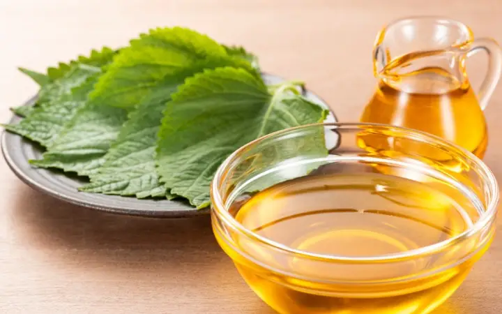 Uống Nước Tía Tô Hàng Ngày Có Tốt Không?