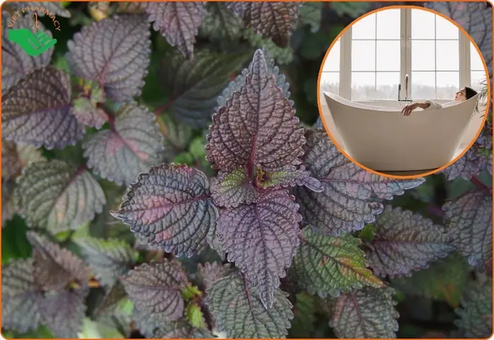 Tắm nước lá tía tô có tác dụng gì?