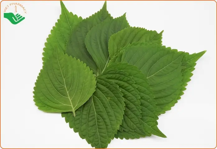 Cách tắm nước lá tía tô nguyên chất Cách tắm nước lá tía tô nguyên chất