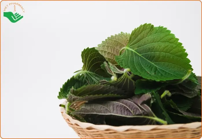 Hỗ trợ điều trị mụn nhọt, rôm sảy và các bệnh ngoài da ở trẻ Hỗ trợ điều trị mụn nhọt, rôm sảy và các bệnh ngoài da ở trẻ