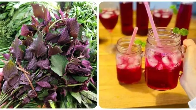 Cách Nấu Lá Tía Tô Uống Dễ Sinh Chuẩn Vị & Đúng Liều Lượng