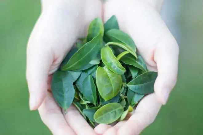 Tìm Hiểu Cách Nấu Lá Trà Xanh Tươi