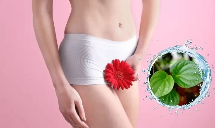 Rửa vùng kín bằng lá trầu không có tác dụng gì?