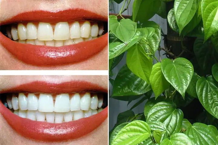 1. Súc Miệng Lá Trầu Không Có Tốt Không?