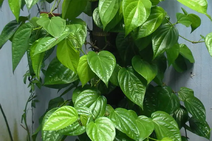 1. Súc Miệng Lá Trầu Không Có Tốt Không?