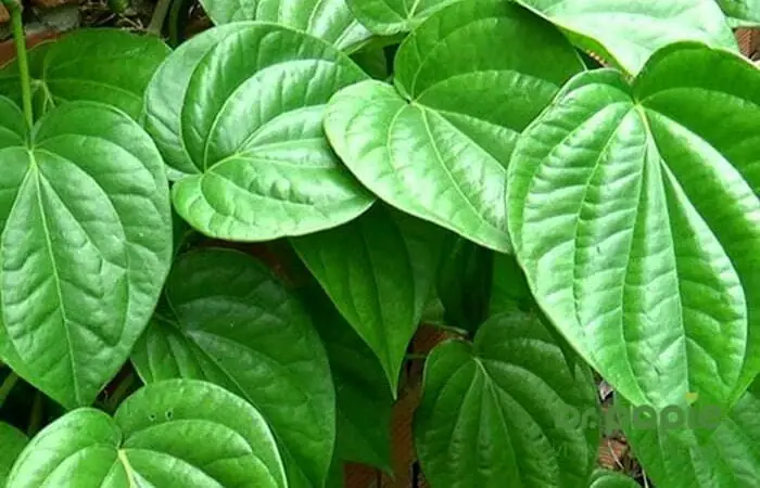 1. Tác dụng trị rôm sảy của lá trầu không