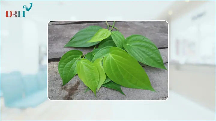 Công dụng trị nám bằng lá trầu không Công dụng trị nám bằng lá trầu không