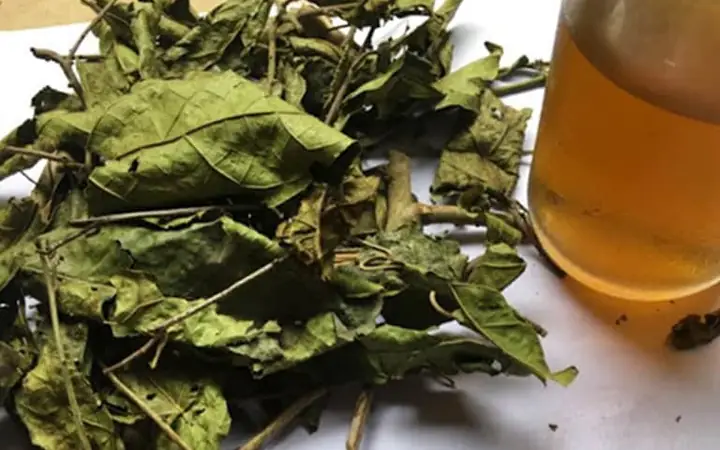 Có Nên Uống Nước Xạ Đen Hàng Ngày?