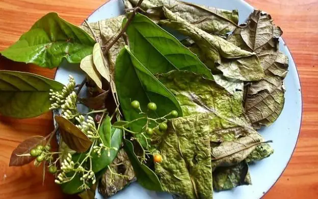 Nên Uống Lá Xạ Đen Tươi Hay Khô?