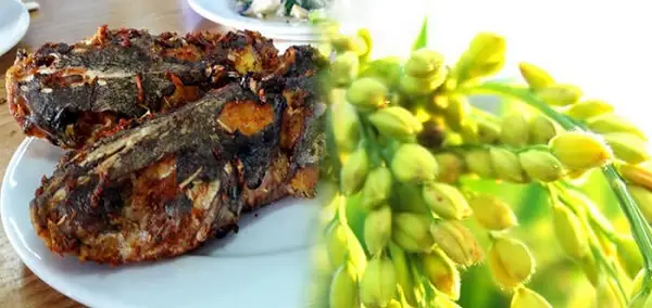 Cá ba gai món ngon trong ẩm thực Hạ Long Cá ba gai món ngon trong ẩm thực Hạ Long