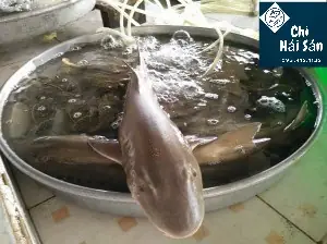 Cá Bẻo, Cá Chèo Bẻo Sốn (ca Cheo Beo), Cá Nghẻo