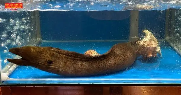 Đặc Điểm Của Cá Chình Đặc Điểm Của Cá Chình