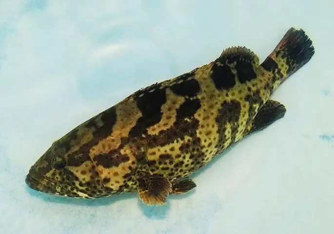 Hướng dẫn chọn mua nguyên liệu tươi ngon Hướng dẫn chọn mua nguyên liệu tươi ngon