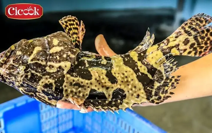 Cá song là cá gì? Dùng cá song để nấu lẩu chua cay có ngon không?