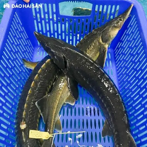 1. Lựa Chọn Nguyên Liệu Nấu Lẩu Cá Tầm