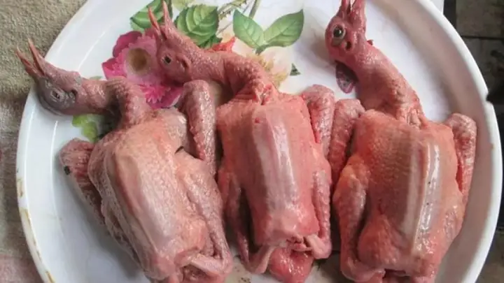 Hướng Dẫn Chọn Chim Bồ Câu Ngon Hướng Dẫn Chọn Chim Bồ Câu Ngon