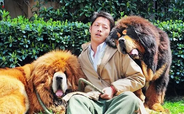 Chó Ngao,nuôi Chó,chó Cảnh,thú Cưng